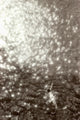 Above View Of Woman Swimming, B/W Wall Mural