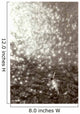 Above View Of Woman Swimming, B/W Wall Mural