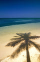 Palm Tree Shadow And Ocean, Great Barrier Reef, Northern Caye, Belize Wall Mural