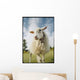 Sheep Sheared With Poodle Cut Wall Mural