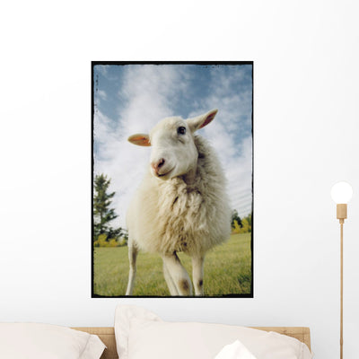 Sheep Sheared with Poodle Wall Mural shown on a wall
