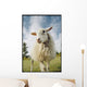 Sheep Sheared With Poodle Cut Wall Mural