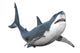 Great White Shark Wall Decal