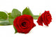 Two Red Roses over