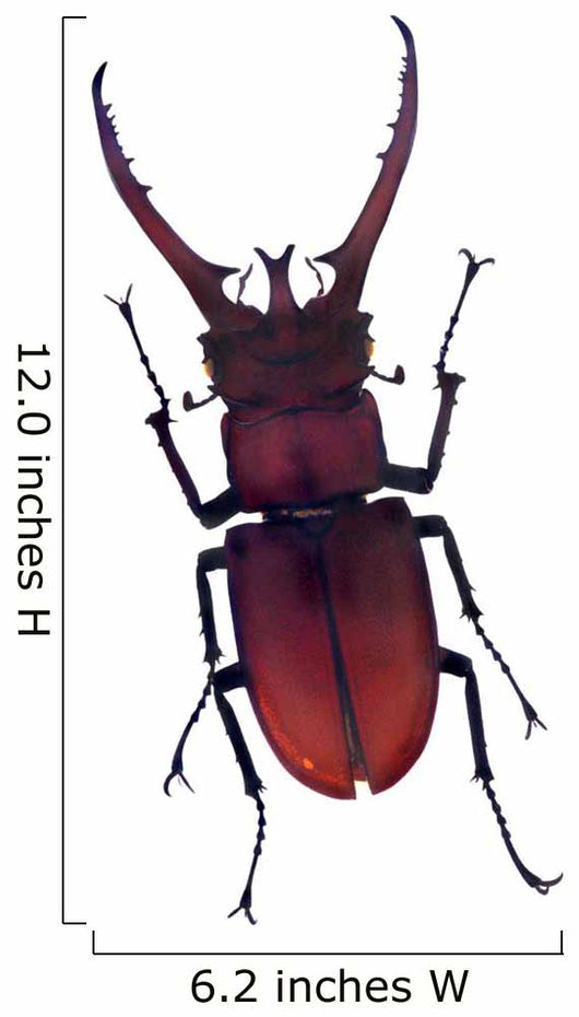 Henry Lin Wall Decal