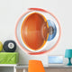 Human Eye