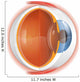 Human Eye