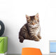 Adorable Small Cat on White Bottom Wall Decal