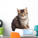 Adorable Small Cat on White Bottom Wall Decal