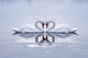 Swans Heart in the Calm Morning Lake Wall Mural