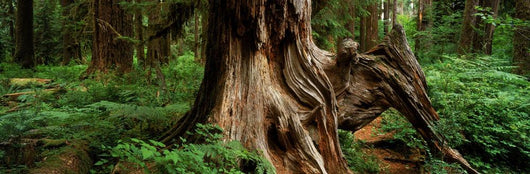 Fv5464, Ron Watts Wall Mural