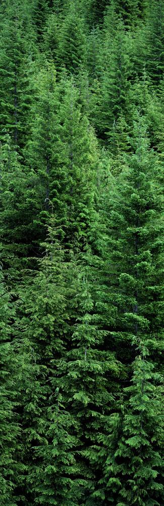 Fv5460, Ron Watts Wall Mural