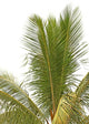 coconut palm tree tropical white background Wall Decal