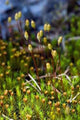 Green Moss Wall Decal