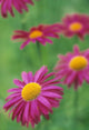 Fv3575, Natural Moments Photography Wall Mural