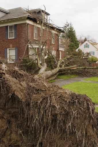 Fallen Tree and House Wall Decal