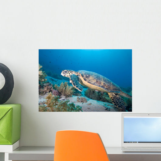 Hawksbill Turtle Eretmochelys Imbricata Wall Mural