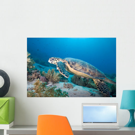 Hawksbill Turtle Eretmochelys Imbricata Wall Mural