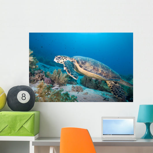 Hawksbill Turtle Eretmochelys Imbricata Wall Mural