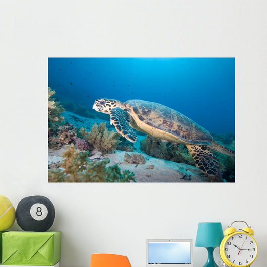 Hawksbill Turtle Eretmochelys Imbricata Wall Mural