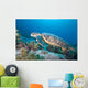 Hawksbill Turtle Eretmochelys Imbricata Wall Mural