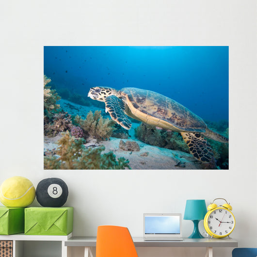 Hawksbill Turtle Eretmochelys Imbricata Wall Mural