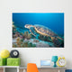 Hawksbill Turtle Eretmochelys Imbricata Wall Mural