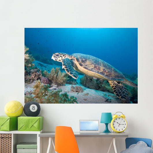 Hawksbill Turtle Eretmochelys Imbricata Wall Mural