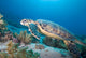 Hawksbill Turtle Eretmochelys Imbricata Wall Mural