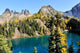 Golden Larch Trees and