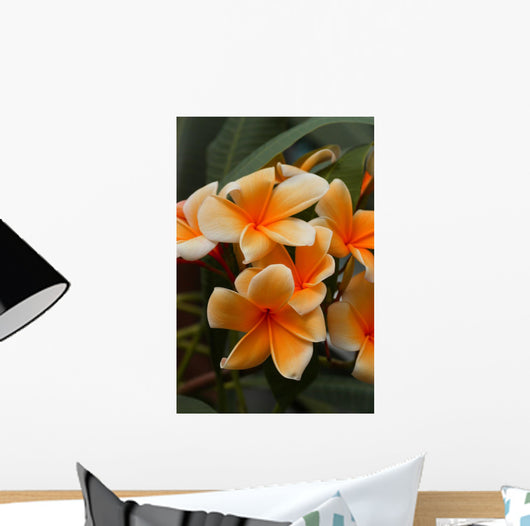 Plumeria