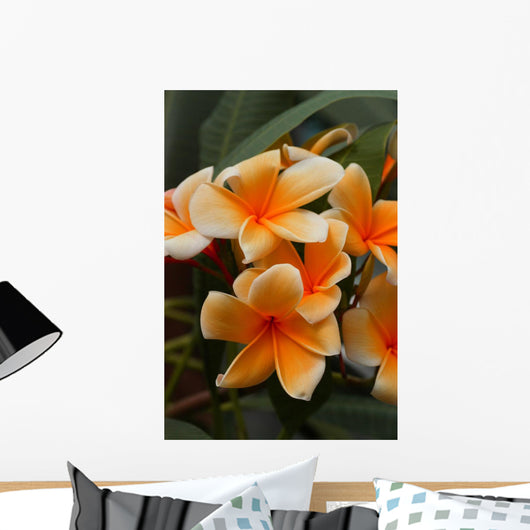 Plumeria