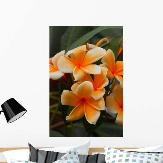 Plumeria