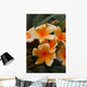Plumeria