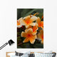 Plumeria