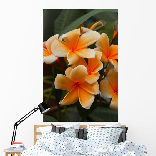 Plumeria
