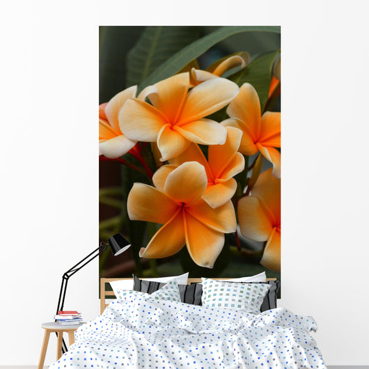 Plumeria