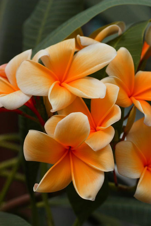 Plumeria