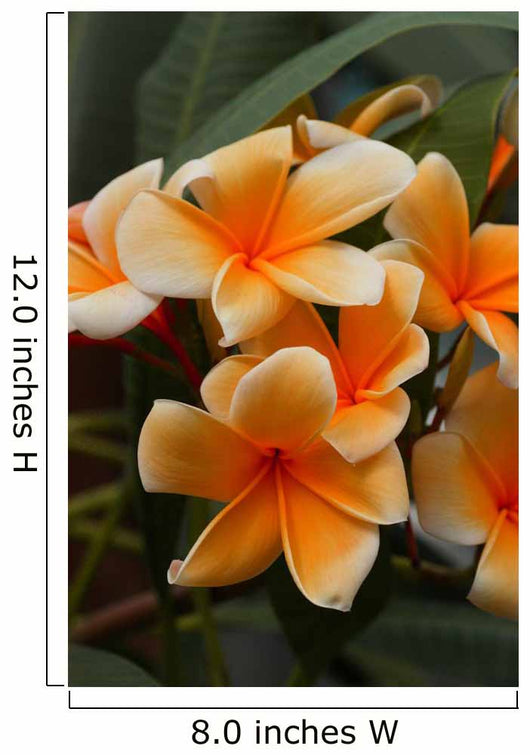 Plumeria