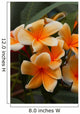 Plumeria