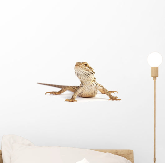 small bearded dragon Wall Decal
