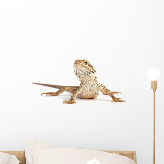 small bearded dragon Wall Decal