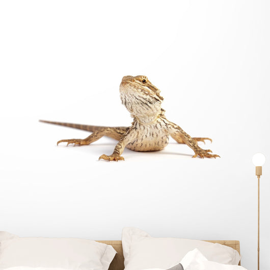 small bearded dragon Wall Decal