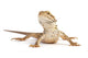 small bearded dragon Wall Decal