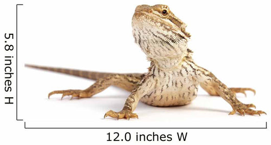 small bearded dragon Wall Decal