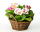 Spring Primroses Wall Decal