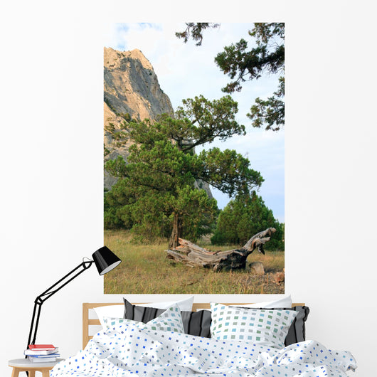 Rocks Landscape