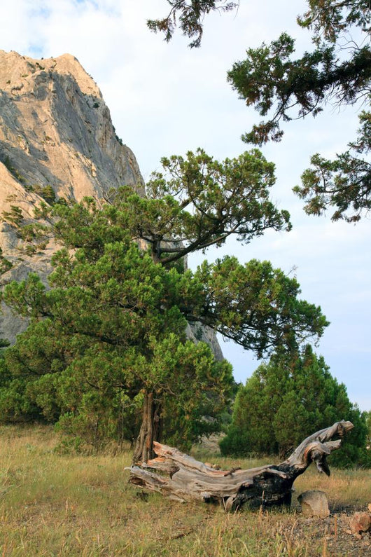 Rocks Landscape