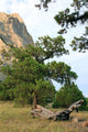 Rocks Landscape