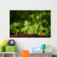 Six seedlings growing from soil Wall Mural